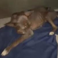 鉄製の罠にかかった犬を救助、見違えるように回復した姿に安堵の声