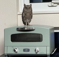 【オーブントースターの上が大好きなフクロウ】堂々とした佇まいがまるでモデルさんのよう