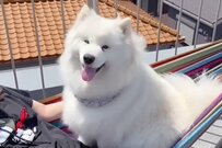 笑顔の圧で実力行使するサモエド犬が可愛すぎる！その理由とは…