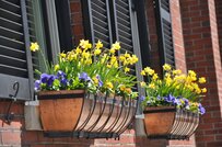 【春のベランダガーデニング】ハンギングでオシャレに楽しむ！オススメの花7選＆飾り方のコツも紹介