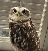 【ケージとフクロウ】気付いてない？出たくない？仁王立ちでじっとする姿が可愛い！