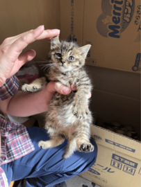 保護子猫のたくましい成長姿に感動　6年後、食卓から“退場”の様子が元気いっぱいで笑っちゃう