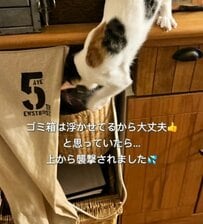 【猫と暮らすDIY】カウンター下の空きスペース→猫ちゃんも諦める「隠れゴミステーション」に大変身！家具のように溶け込むおしゃれ収納