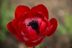 【冬こそ多年草ガーデニング】ほったらかしでも「毎年花咲く」お洒落系多年草・最強3選