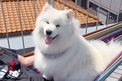 笑顔の圧で実力行使するサモエド犬が可愛すぎる！その理由とは…