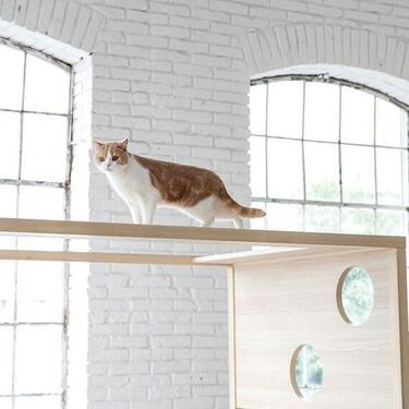 【特別送料無料！】 にゃんと！ニトリで「キャットタワー付きのベッド」を見つけ その他