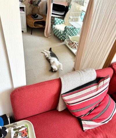 ソファの裏で何かしている猫ちゃん