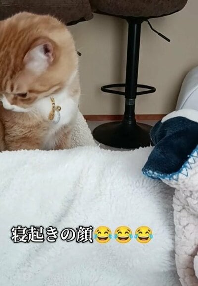 寝起きのとらきちくん