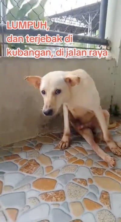 出所：<u><a href="https://www.tiktok.com/@jambidoglover/video/7653080313773739271" target="_blank">@jambidoglover</a></u>