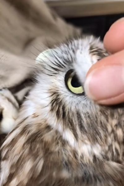 目尻を撫でられるフクロウ