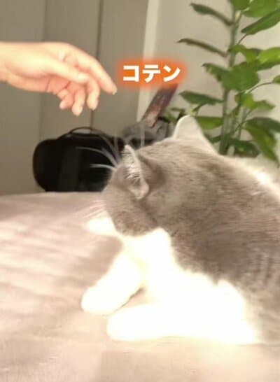 コテンと寝転がるまるちゃん