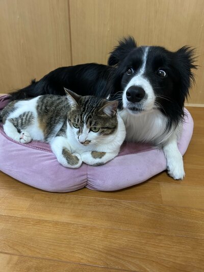 場所取りした猫ちゃんにビックリしたワンちゃん
