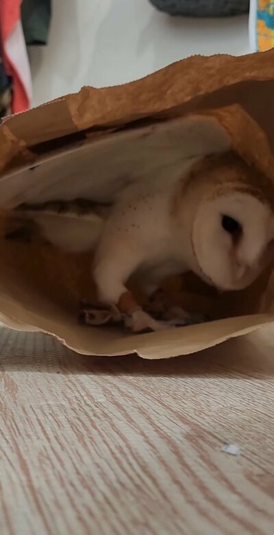 投稿動画のワンシーン