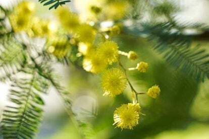 写真 | 狭い庭で《憧れのミモザ》を育てたい！ミモザの定番4種＆鉢植え 