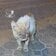 「重度の疥癬（かいせん）と骨盤骨折で弱っていた猫」動物病院で治療を受け少しずつ回復！元気を取り戻していく姿に「助けてくれてありがとう」の声