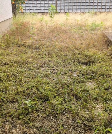 雑草と低木が茂る〈お庭〉→デコボコも解消した美しい〈スッキリ整地空間〉に！「凄技で御座る」など称賛の声