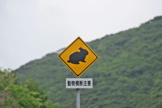 鹿児島県・徳之島で見つけた「注意看板」　人ではなく「ウサギ」への注意喚起に笑ってしまう