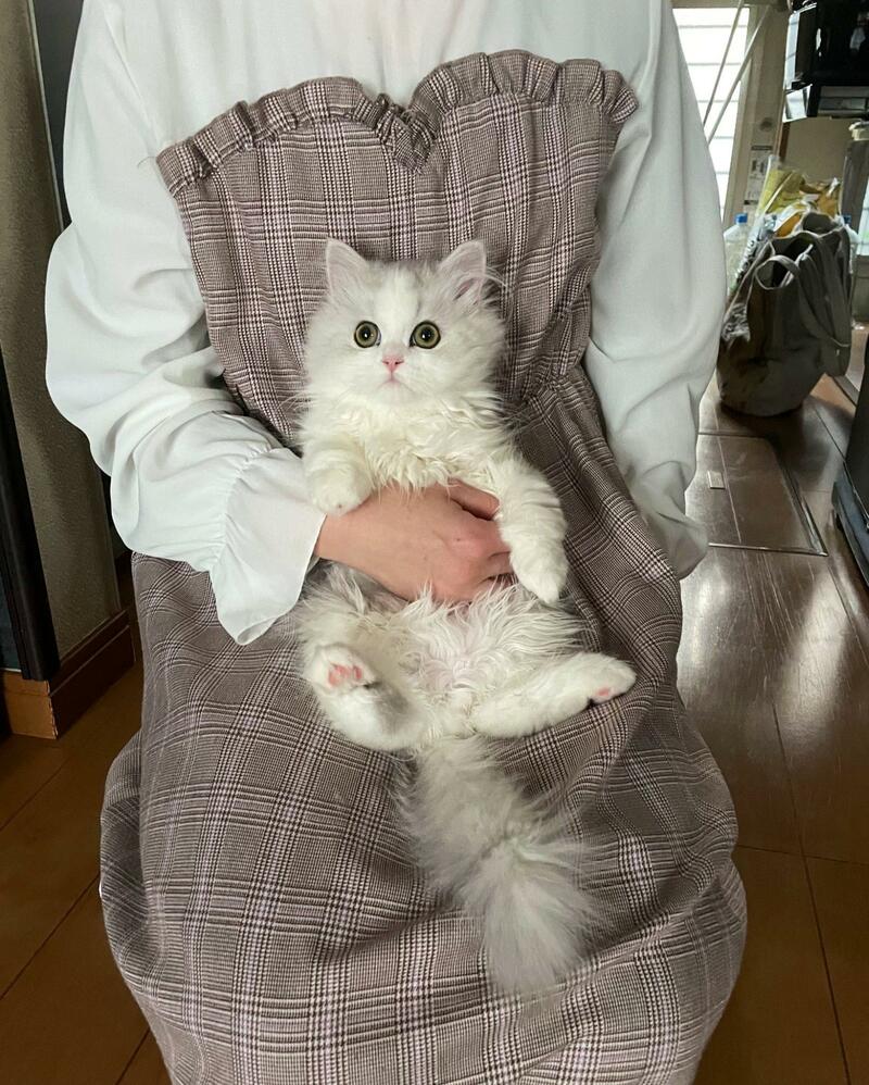 抱っこされると「ほけ？」としていた子猫 3年後、まさかのビフォーアフターに7万いいね