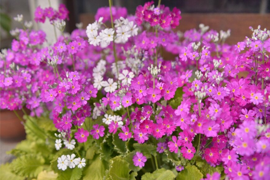 magicflute002/istockphoto.com