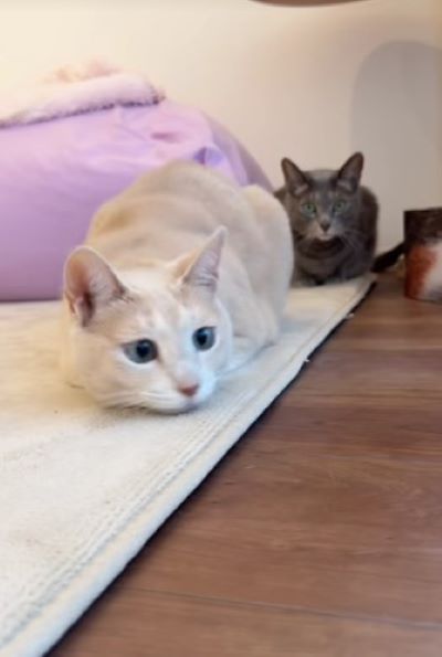 出所：@mugi.omochi0804