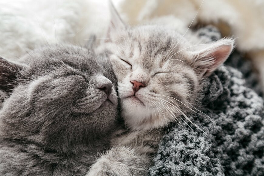 【関西の猫の日イベント】2024年2月22日～3月下旬まで開催も！かわいいスイーツやグッズを紹介