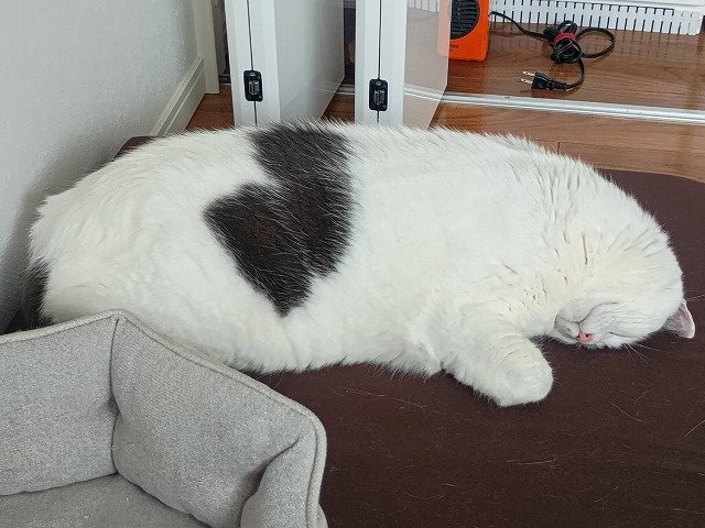 お昼寝中の猫ちゃん　和菓子に似ている姿に注目！愛らしい姿にほっこり