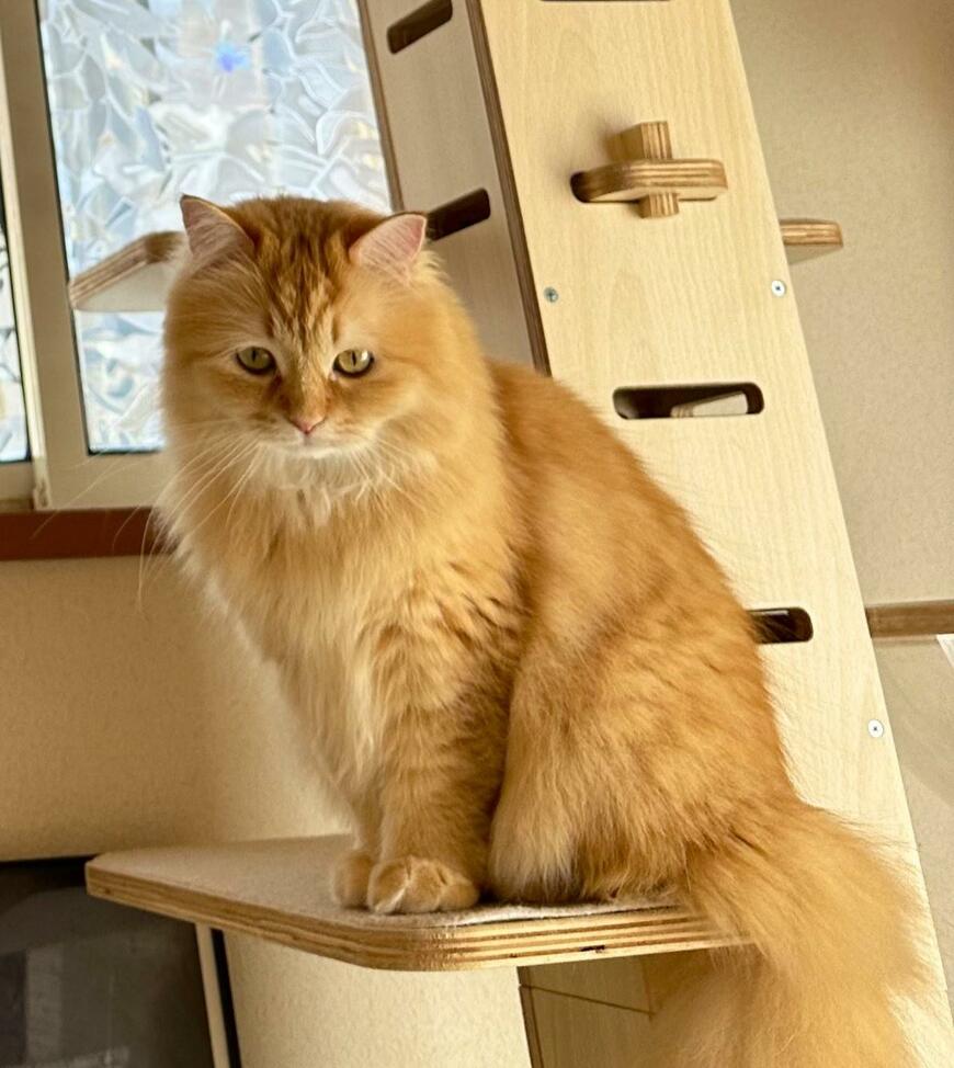 出所：@NEKOLAND13