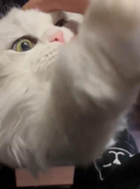 出所：@NEKOLAND13