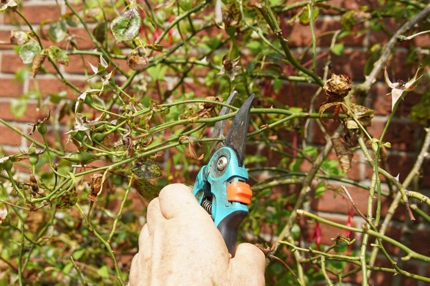 Thijs de Graaf/shutterstock.com