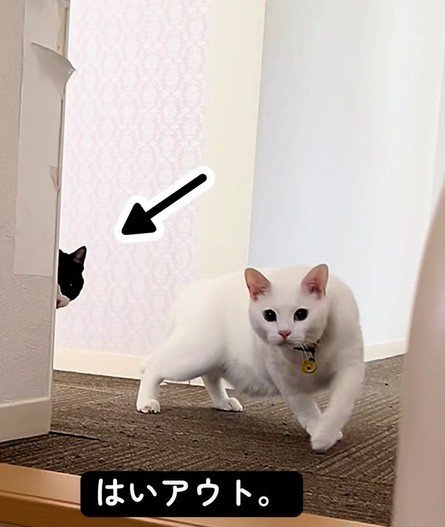 出所：@user5252430348026