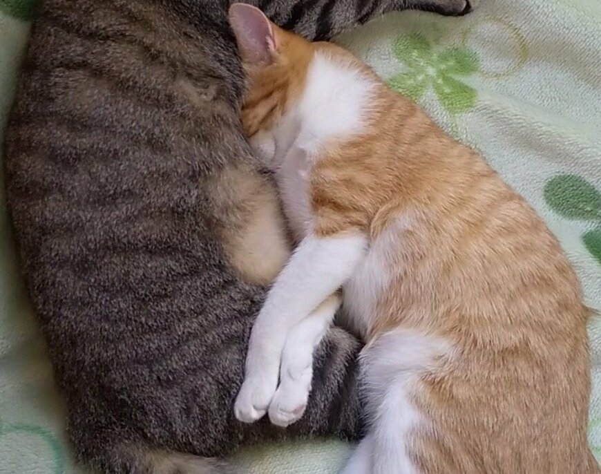 出所：@mero627puri914