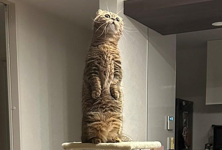 出所：@ponpokopontanu