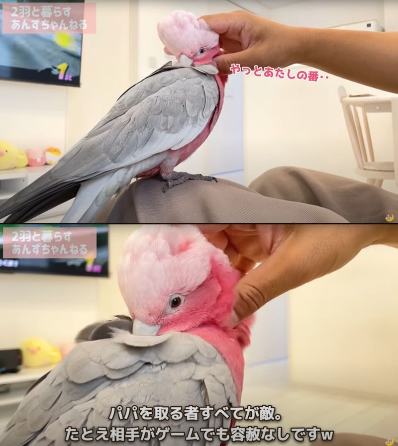 出所：@anz_omomiri