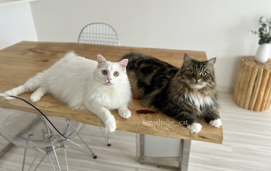 出所：@meltube_cat