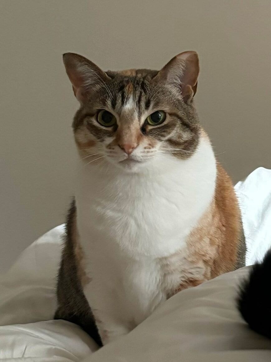 出所：@totomaru_hanmi