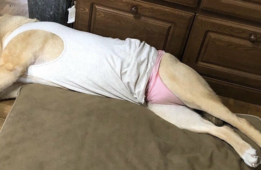 お昼寝してるお父さん…！？ピンクのパンツを履いたワンコにSNS反響