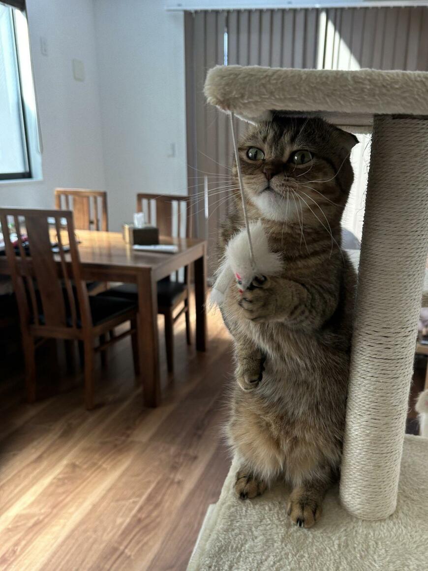 出所：@ponpokopontanu