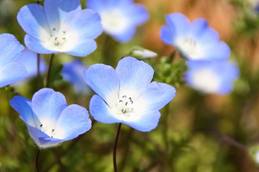 10月の今がまきどき！春に咲く〈ブルーの花3選〉種から育てて満開の花を楽しむ【節約ガーデニング】