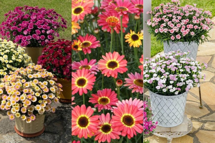 【節約ガーデニング】もうすぐ植えどき！1株で大きく育つ「春の花」3選で玄関先が華やかに