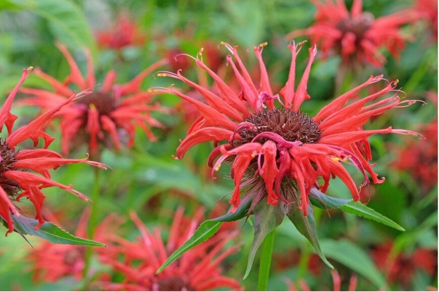 Alex Manders/istockphoto.com