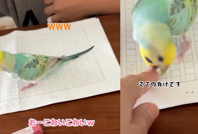 出所：@daiinkoteikoku_soraoto