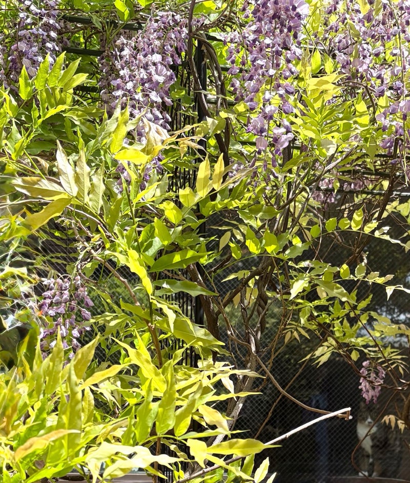 出所：藤あや子のAmeba公式ブログ　参照日：2026-04-20