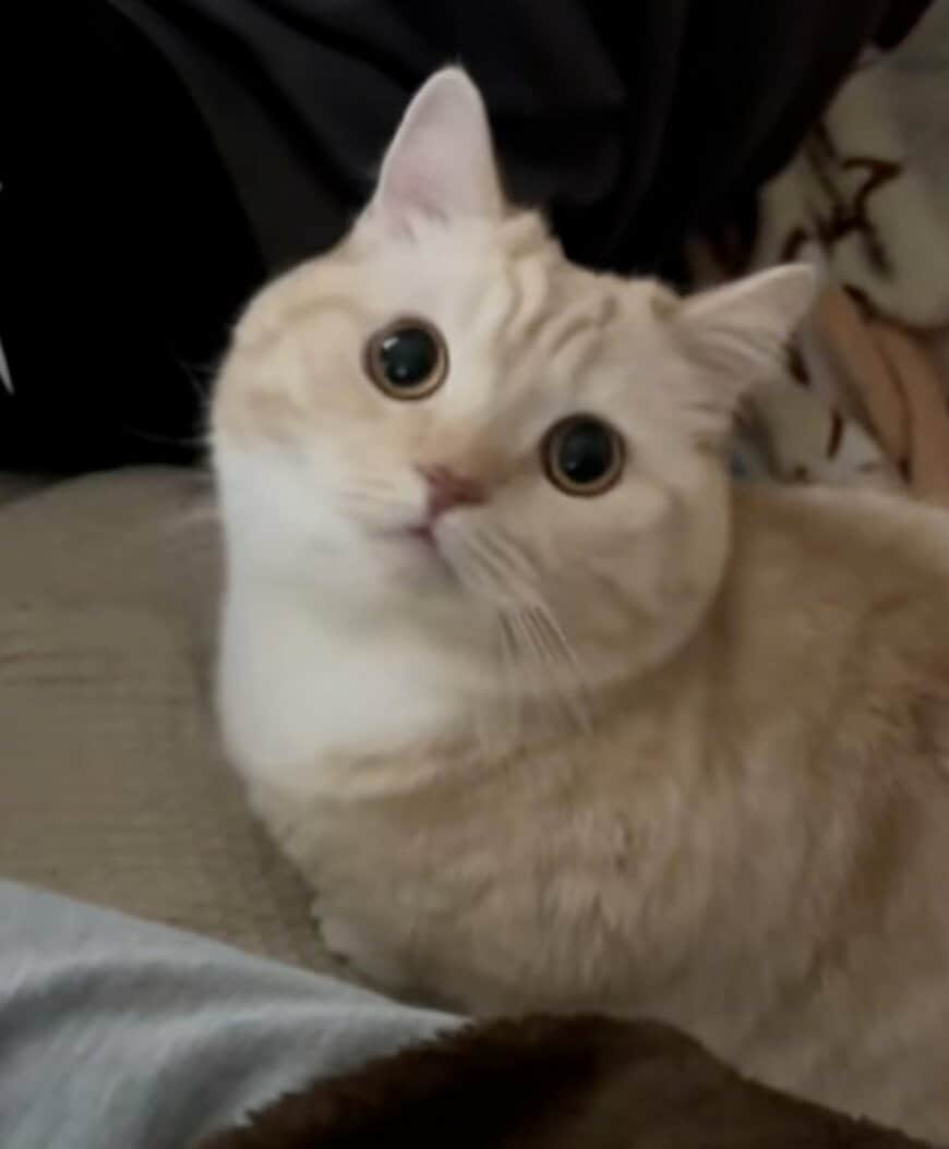 【まさか】ソファで飼い主を待つ猫ちゃん→近寄ると…予想外の展開に笑ってしまう！