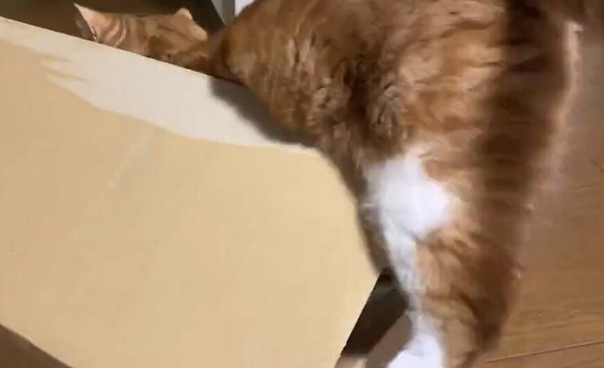 出所：@Beercat_Ana_Dar