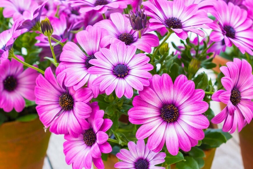 【節約ガーデニング】1苗でも玄関先が華やかに！植木鉢いっぱいに咲く春の花6選＆大きく育てるコツ