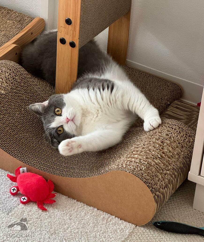 出所：@omochiomoching