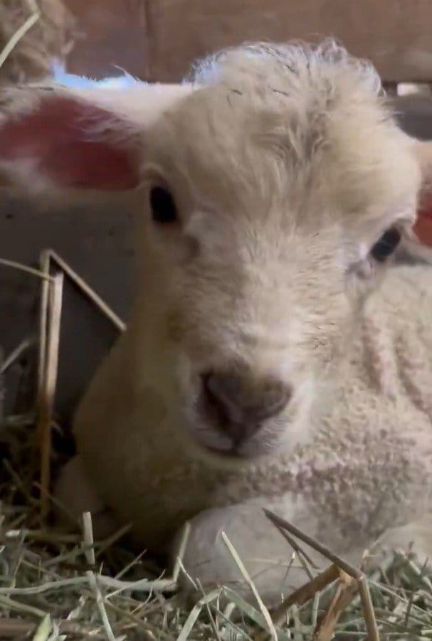 【東武動物公園】「産まれたての頃は顔つきもポヤポヤ」ヒツジの赤ちゃんがかわいすぎてずっと見てしまう（埼玉県）