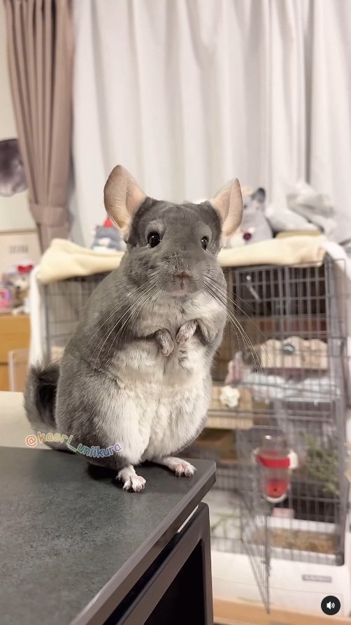 出所：＠kaori_uniikura