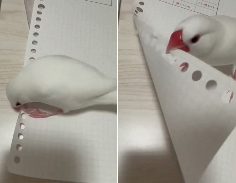 出所：@torinosimobe