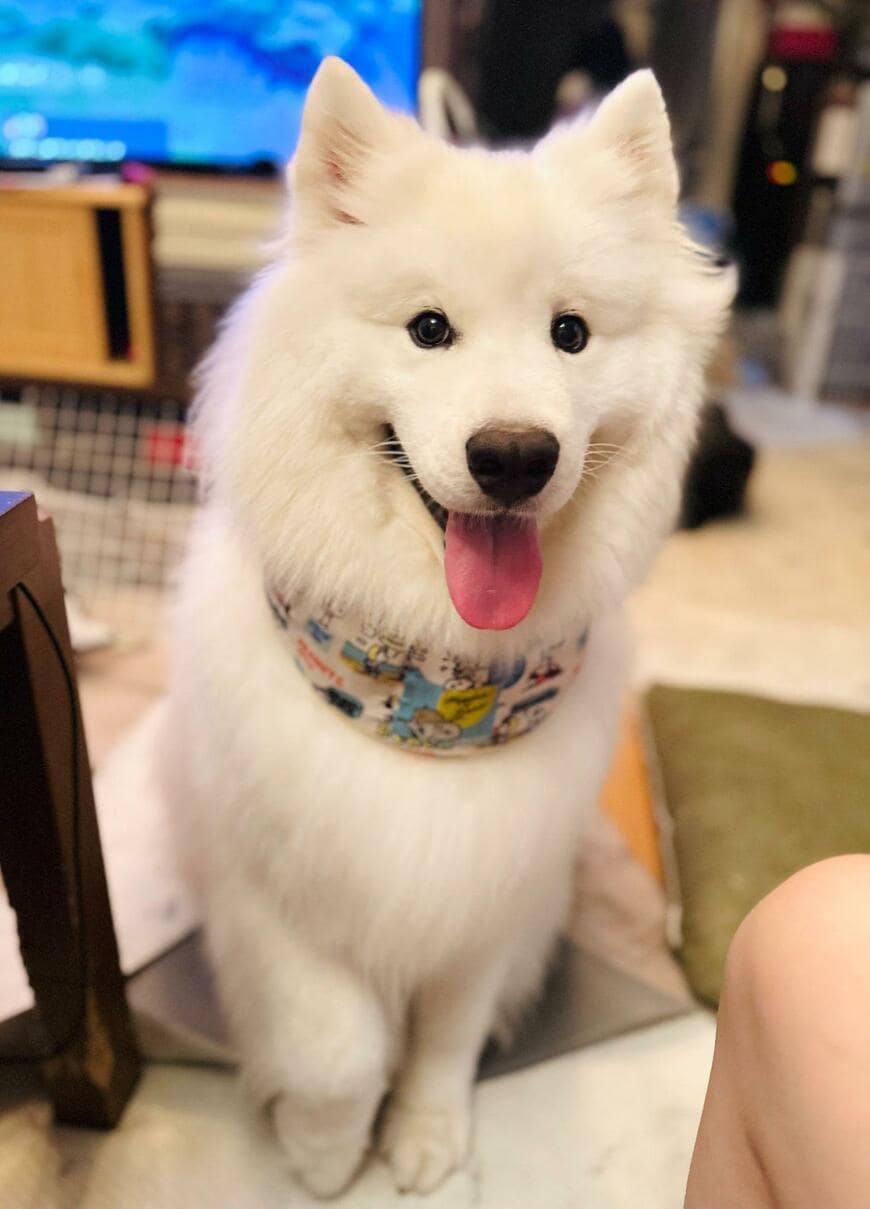 出所：@samoedsoran